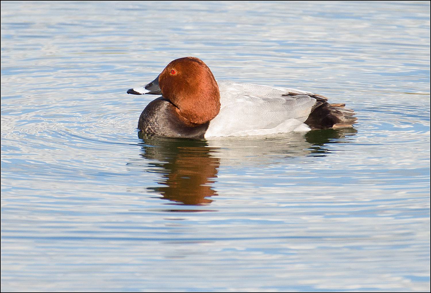 москва, апрель,парк, птица, АНАТОЛИЙ ДОВЫДЕНКО