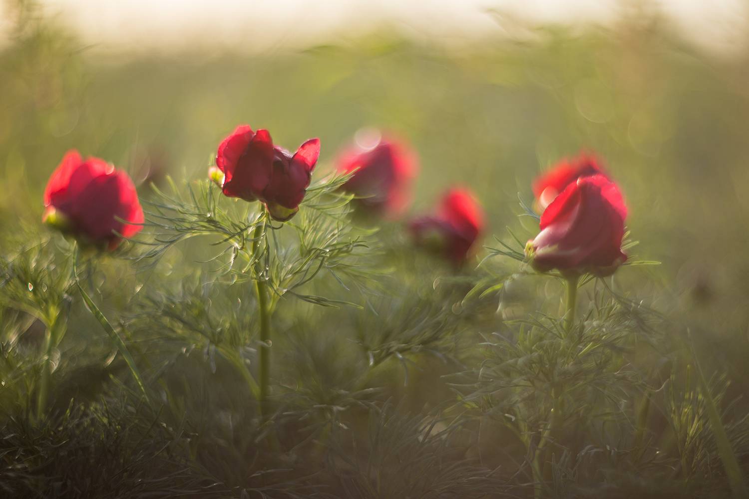 , Илья Михеев