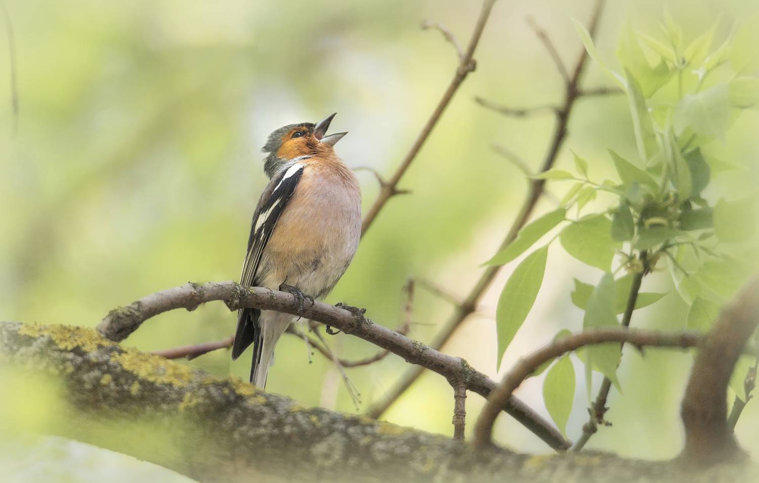 весна, Сергей Аникин