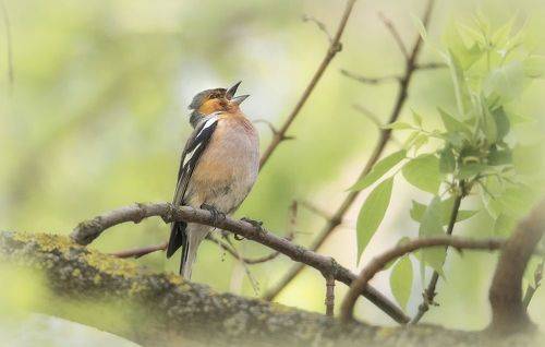 Весенняя песня