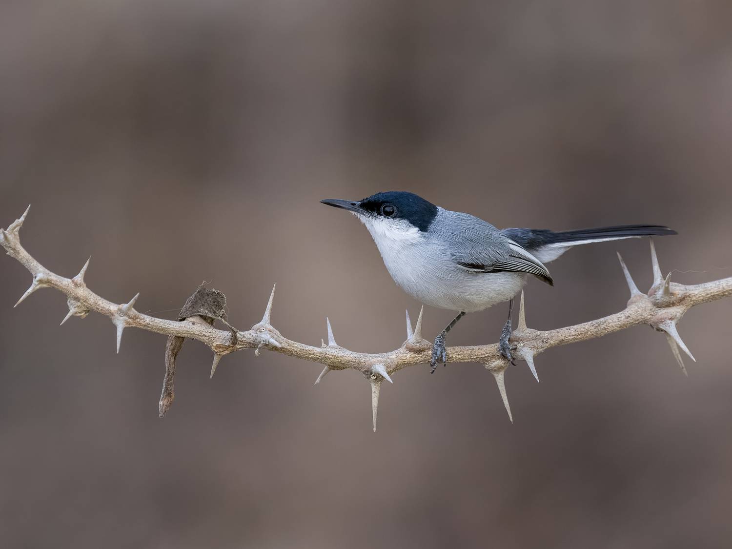 , Burgalin Sequeira Fernando