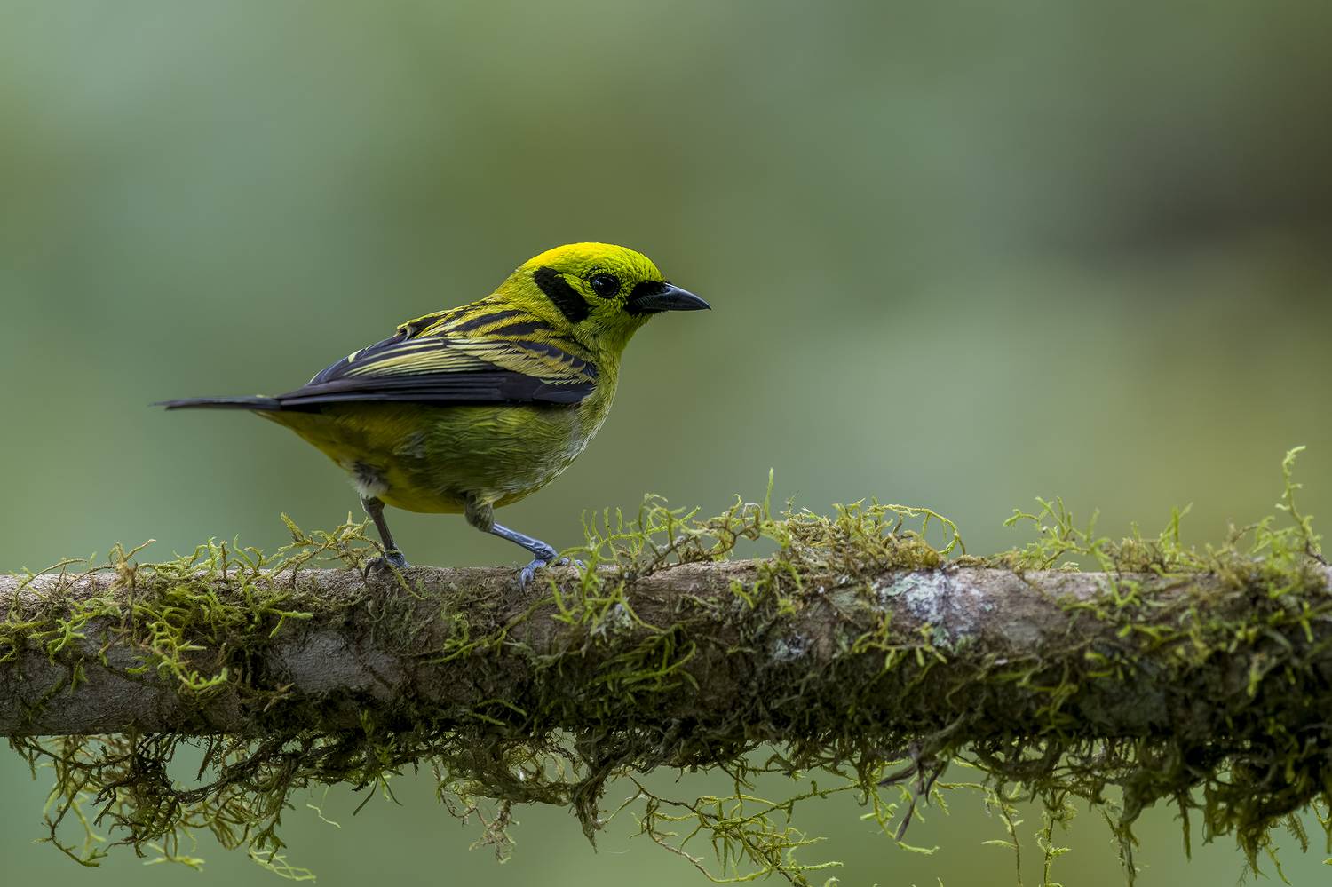 , Burgalin Sequeira Fernando