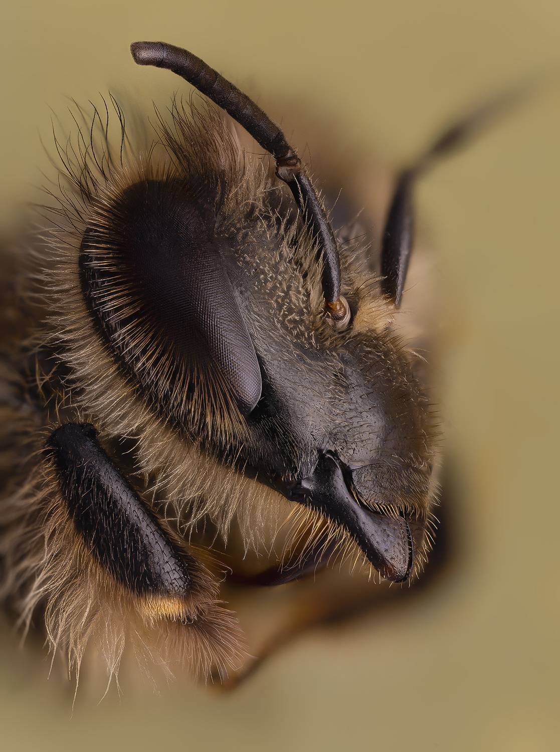 hymenoptera, apis mellifera, Kavaliauskas Eugenijus