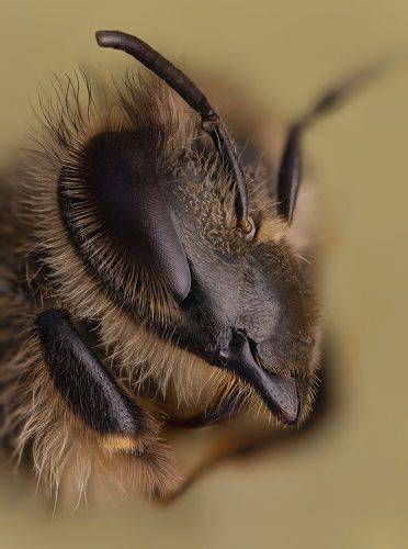 Медоносная пчела