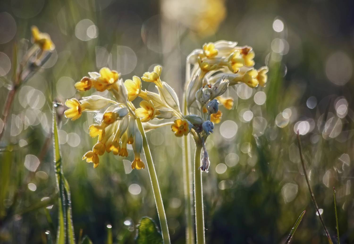 цветы, весна, в поле, Стасов Виталий