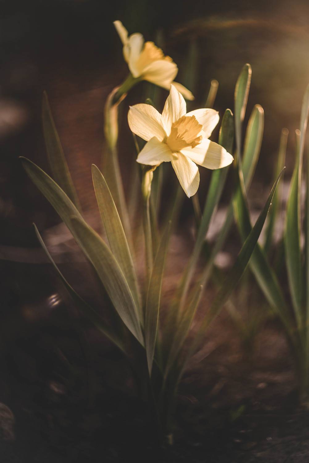 , Лапшина Владлена