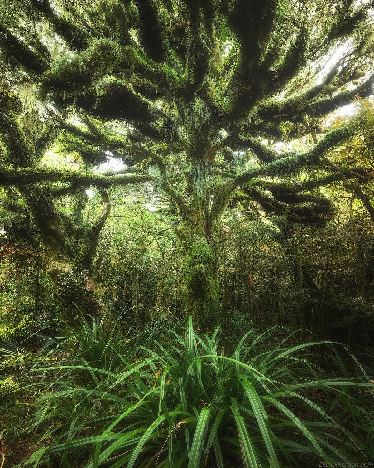 , Даниил Коржонов