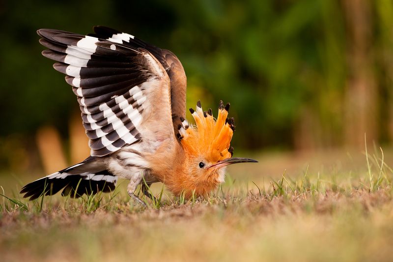 Hoopoe фото превью