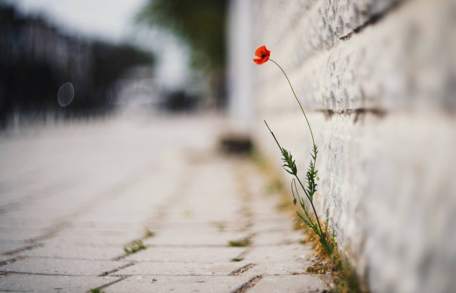 город, стрит, уличная фотография, улица, весна, жизнь, рост, мак, обочина, винтажная оптика, мануальный фокус, helios 40-2, керчь, крым, россия, Щербак Анатолий