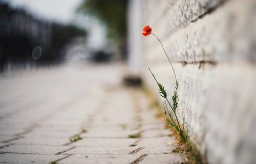 Алое одиноство.