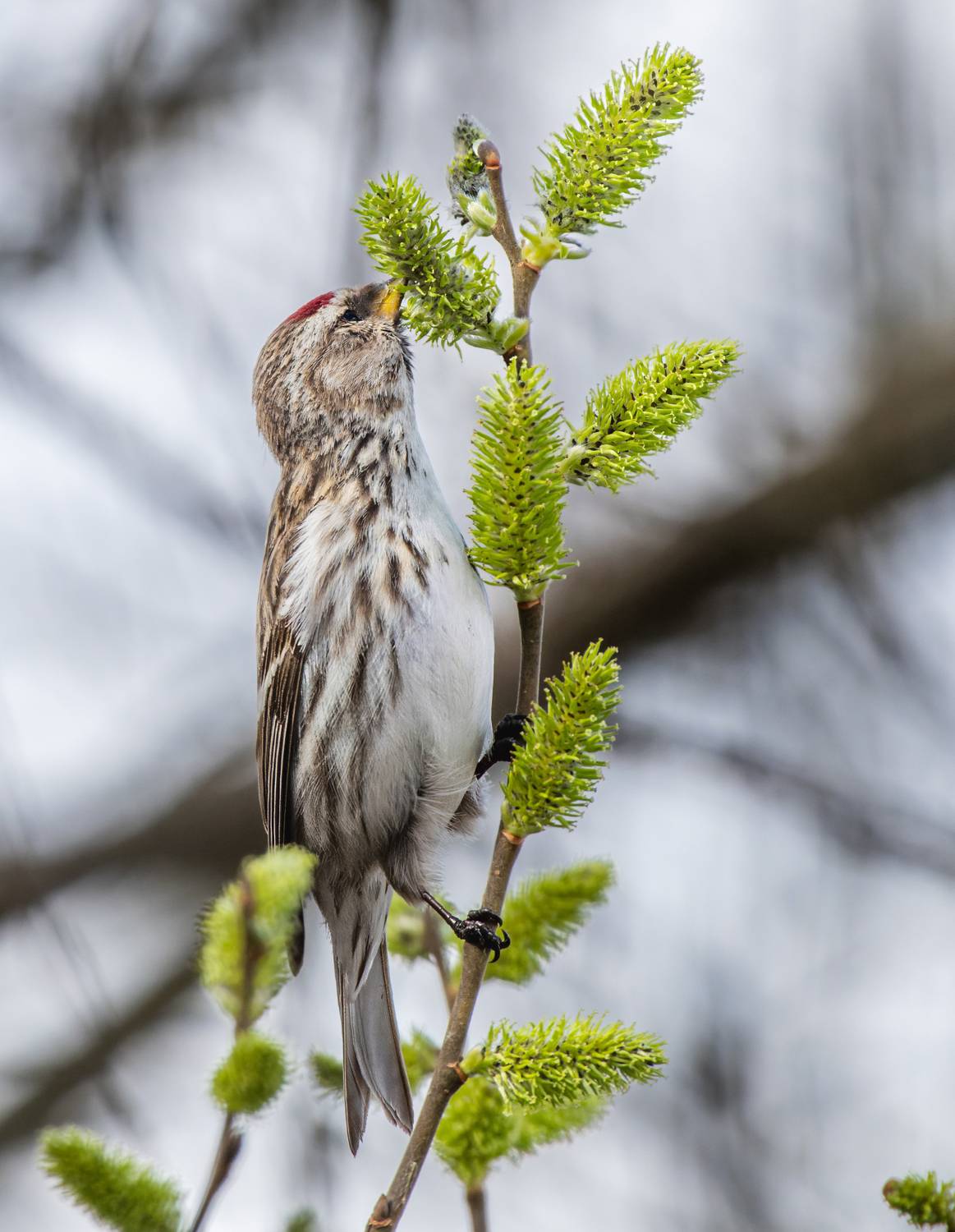 , Дэм Константин