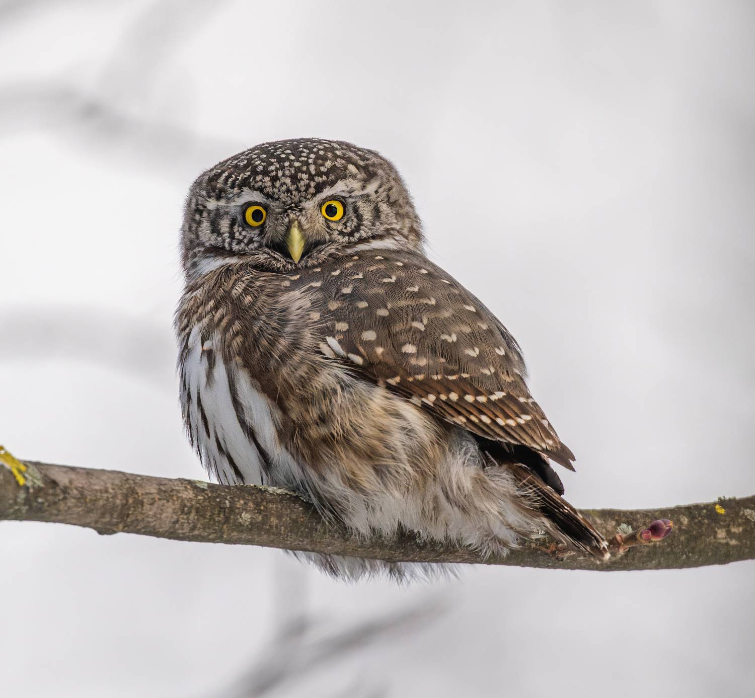 , Дэм Константин