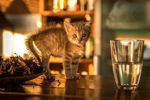 про котёнка