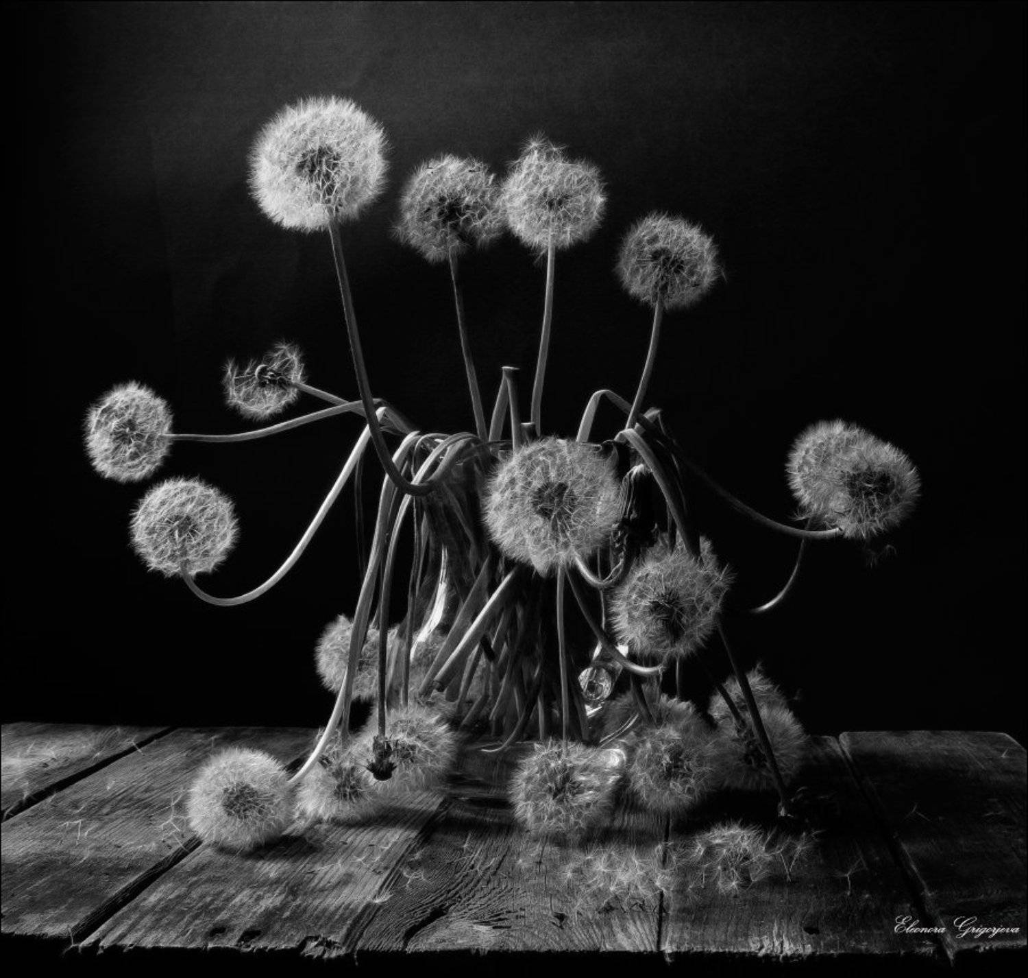 натюрморт, одуванчики, ч\б, Eleonora Grigorjeva
