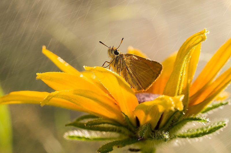 толстоголовка, бабочка, дождь, оранжевый На фоне дождя фото превью