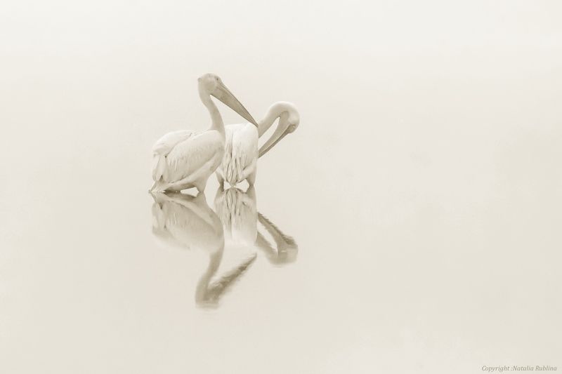 двое, заповедник, история, образ жизни, озеро, пара, пеликаны, природа, птицы, судьба, утро Нам судьба на двоих... фото превью