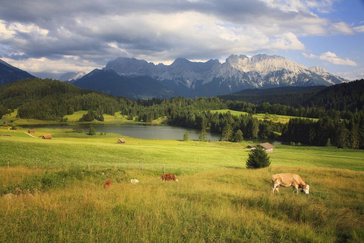 Бавария, Горы, Корова, Луг, Aleksandr