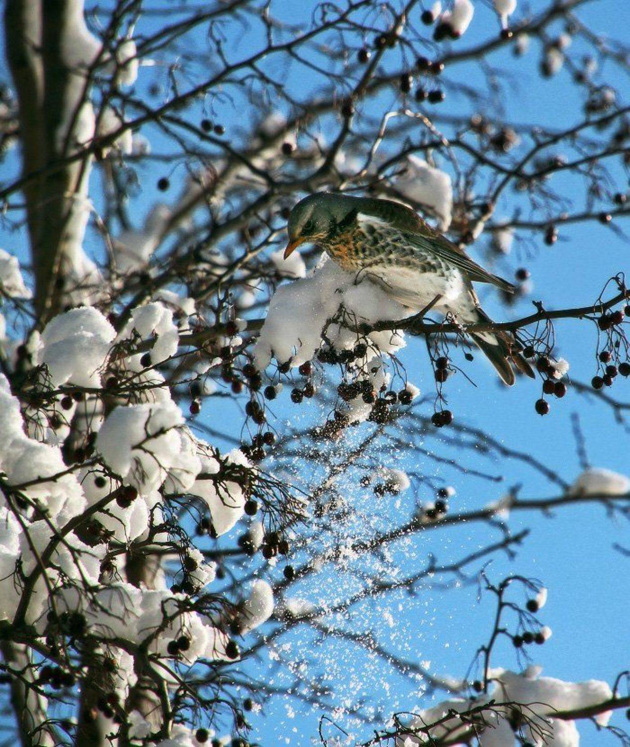 дрозд, зима, снег, боярышник, ягоды, White