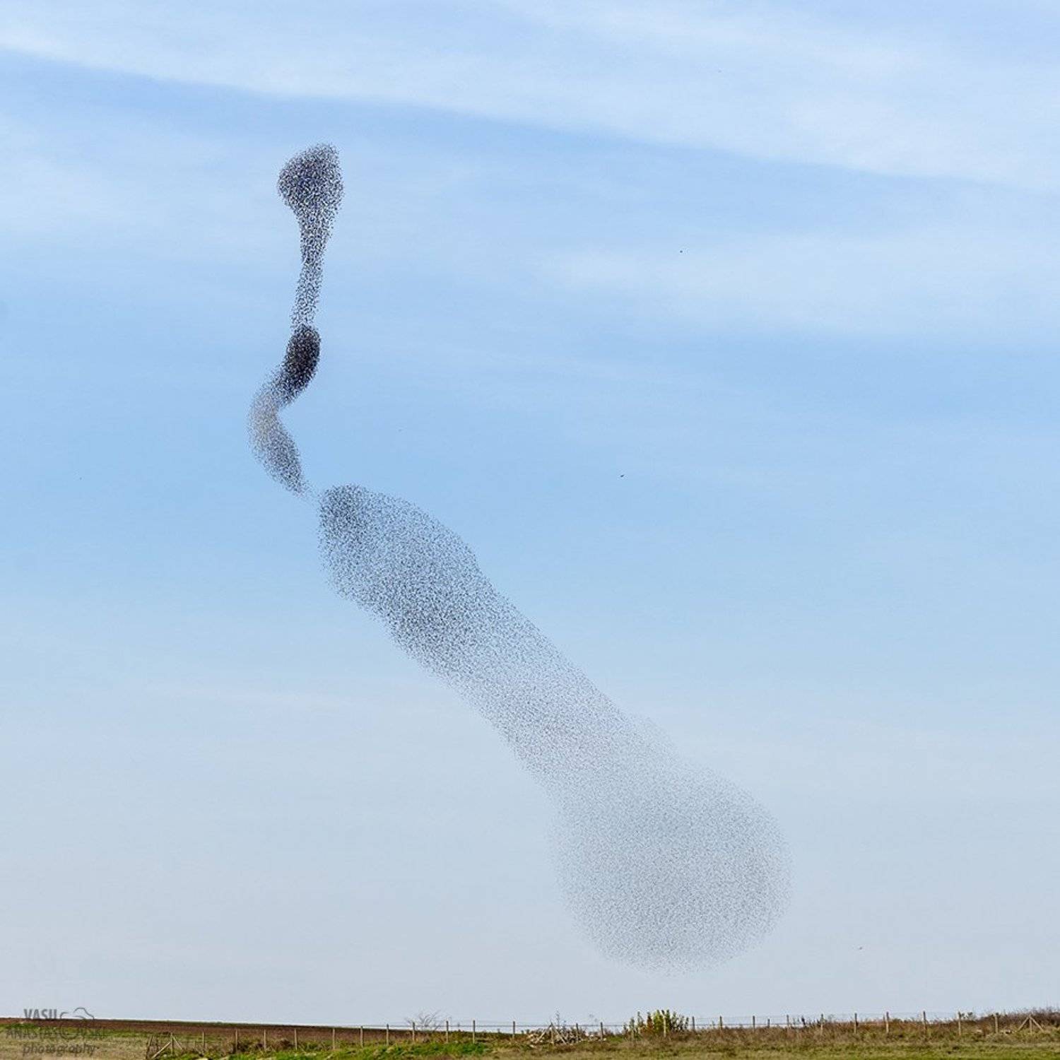 , Васил Анастасовски