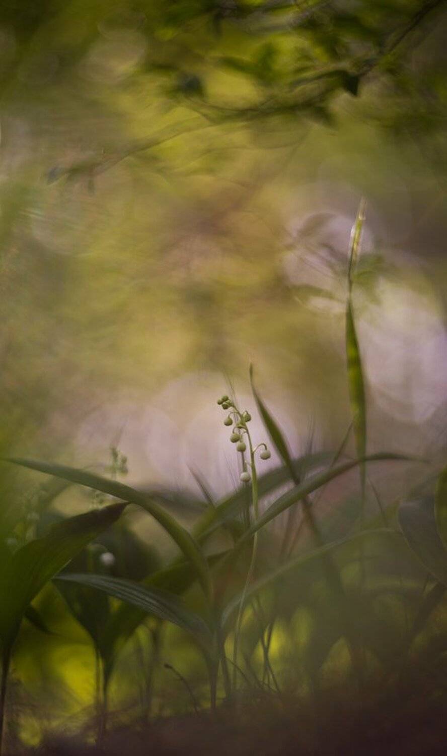 Акварелька, Весна, Воронеж, Гелиос 40-2 85 MM F/1.5, Ландыш, Свет, Геннадий Мещеряков