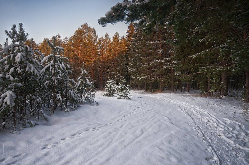 Зима, Лес, Прогулка, Снег, Утро Вокруг всё чуда ждёт... фото превью