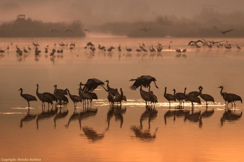 Журавушки на рассвете...