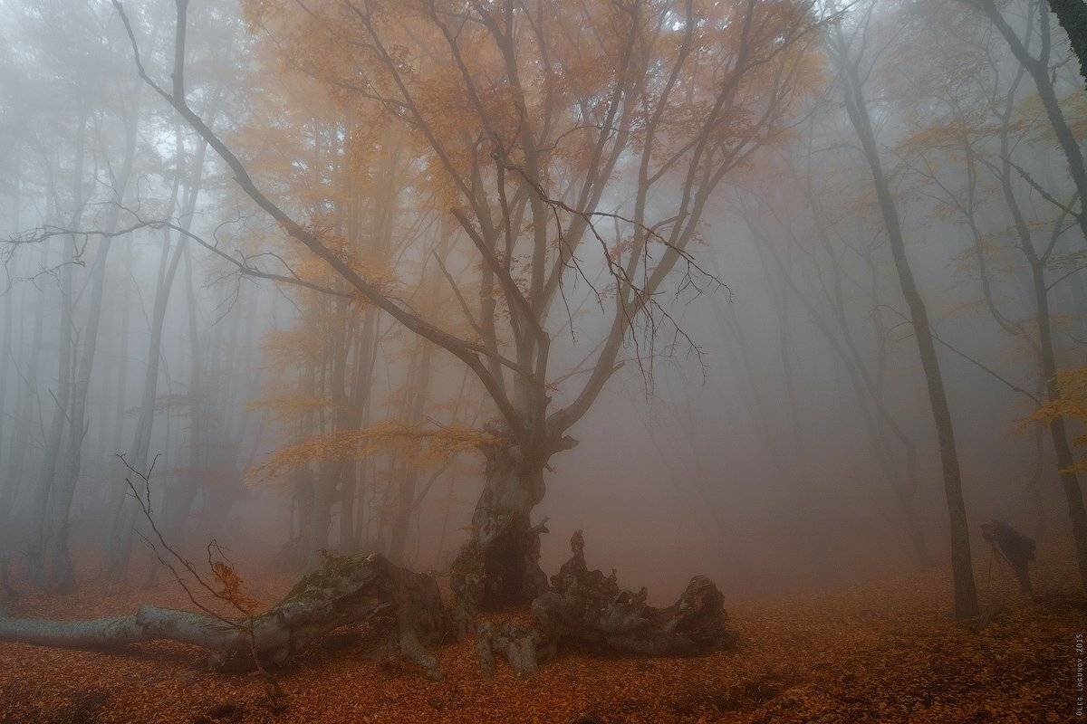 Демерджи, Демерджи-яйла, Крым, Лес, Олег Логунов, Туман, Олег Логунов