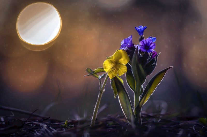 Я не отдам тебя никому фото превью