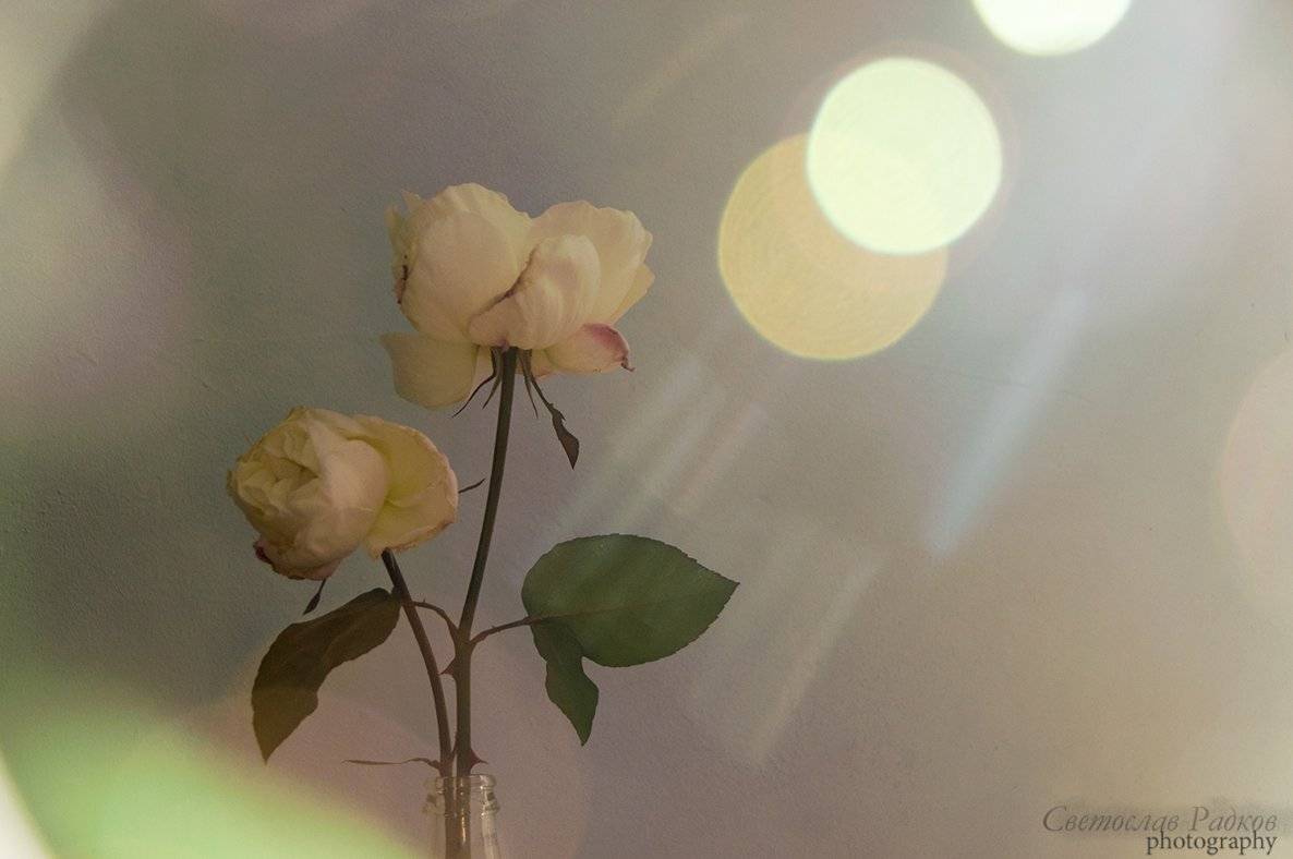 Натурморт, Рози, Слънце, Цветя, Svetoslav Radkov