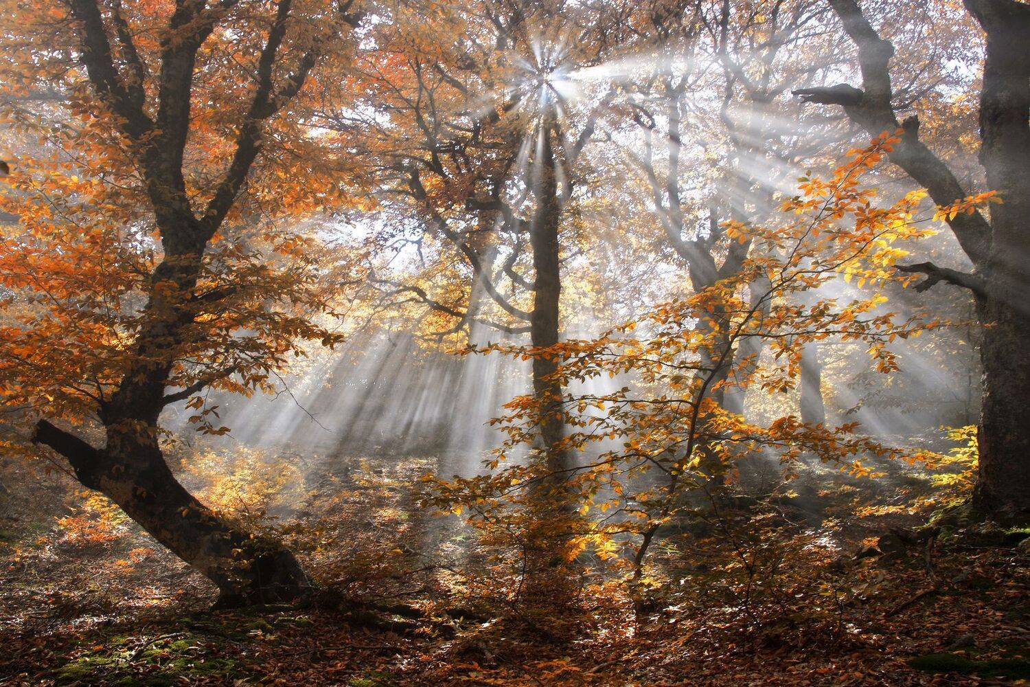 осень. лучи солнца. туман, листья, Милокост Алексей