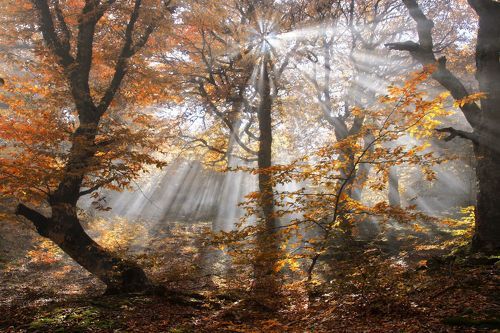 В солнечных лучах