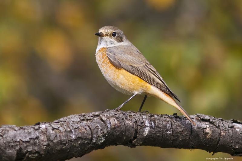 Горихвостка Redstart. фото превью