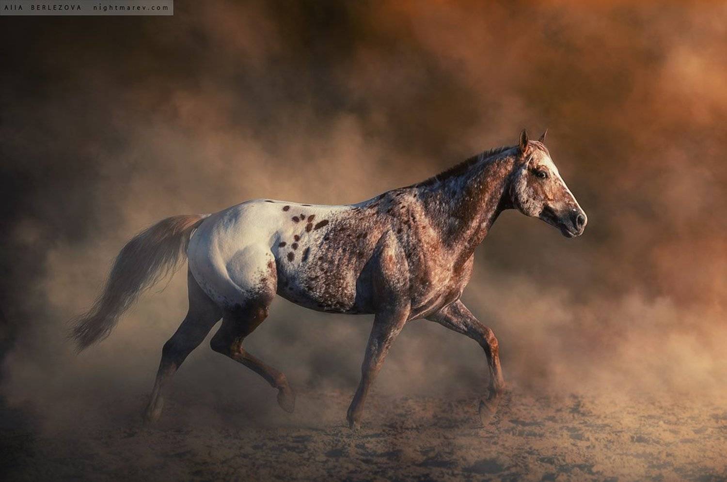 appaloosa, dust, fog, horse, mist, аппалуза, дым, лошадь, туман, Alla
