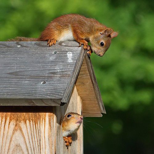 Беличье утро