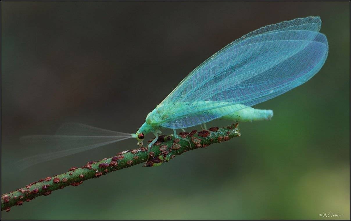 , Александр Чувилин