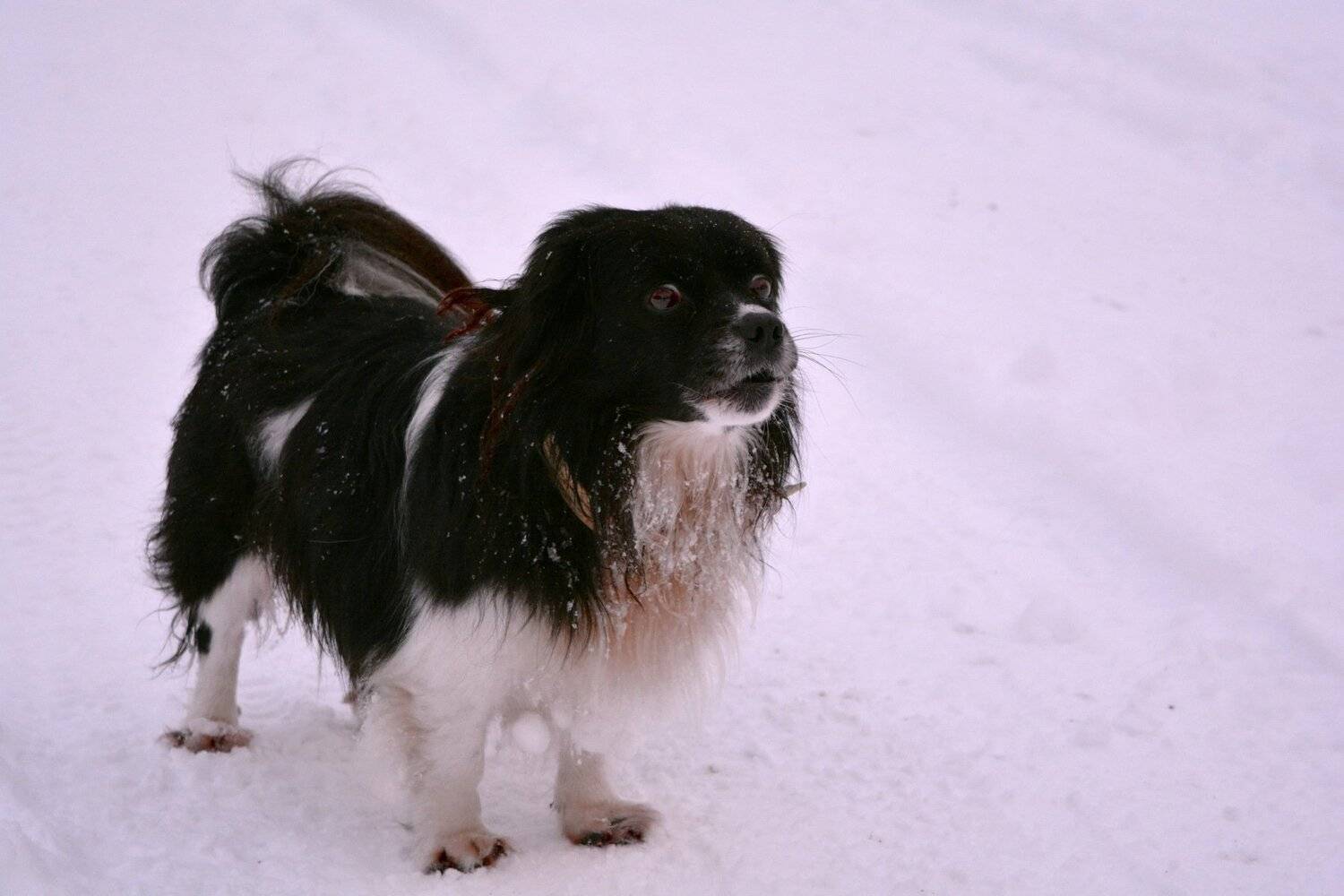 , Марина Никулина