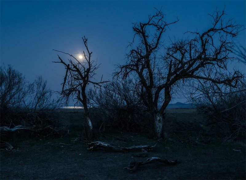 Баскунчак, Весна, Вечер, Деревья, Луна, Пейзаж, Природа, Сумерки Дело было вечером, делать было нечего,.... фото превью