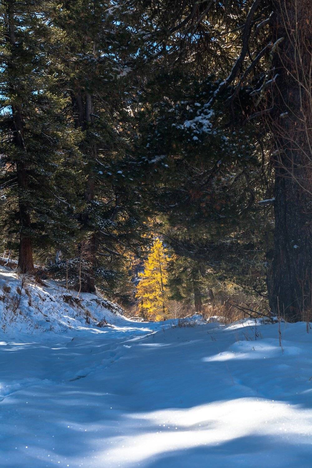Алтай, горы, лес, кедр, лиственница, осень, зима, октябрь, снег, Иван Губанов