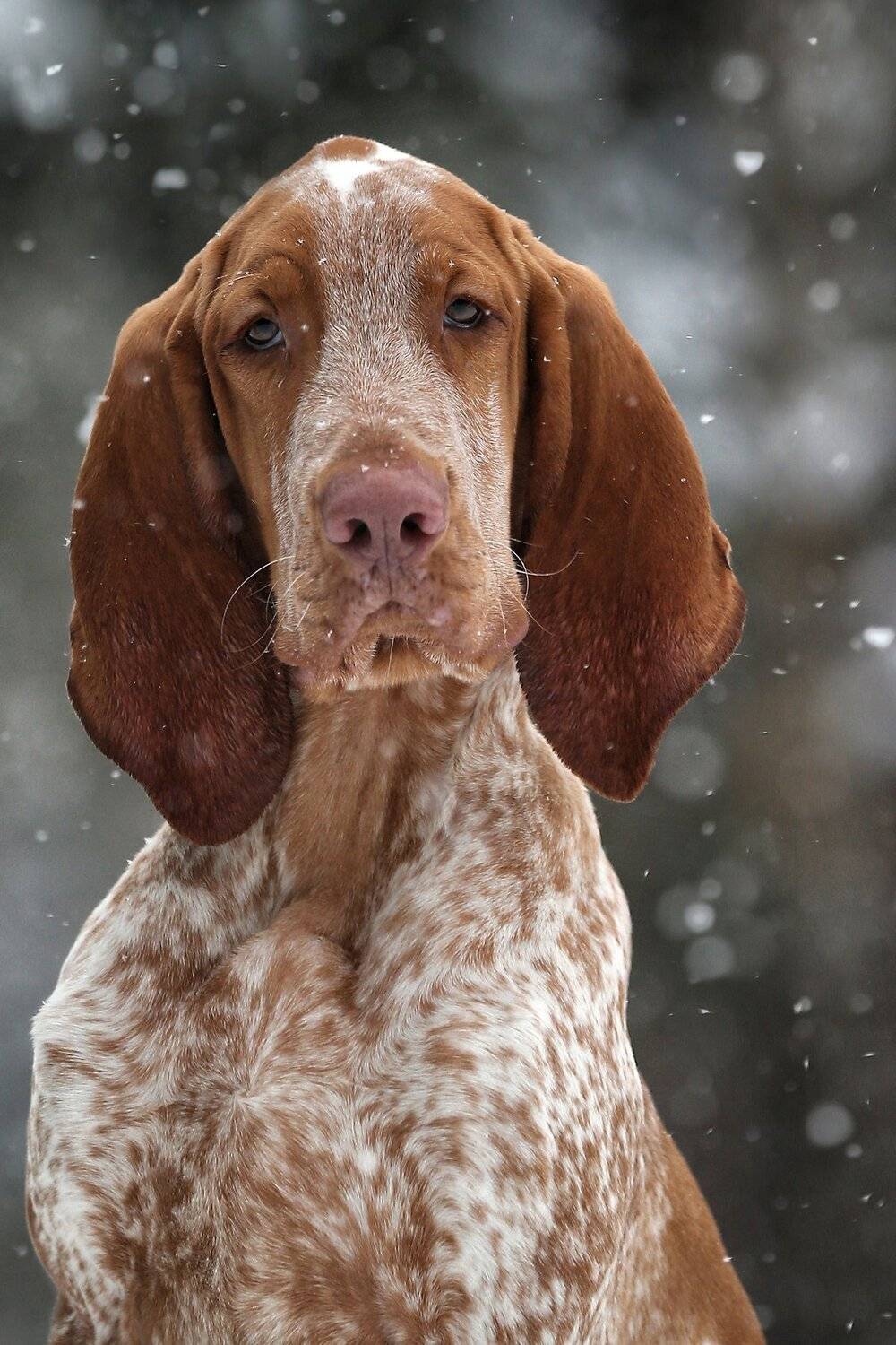 , Андрей Ершов