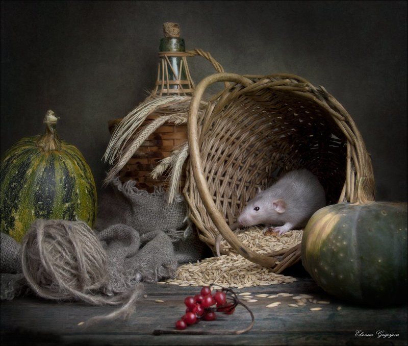 бублики, дамбо, кошка, крыса, молоко, тыква, яблоки Про маленького крысика фото превью