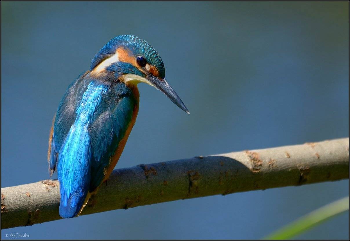 , Александр Чувилин