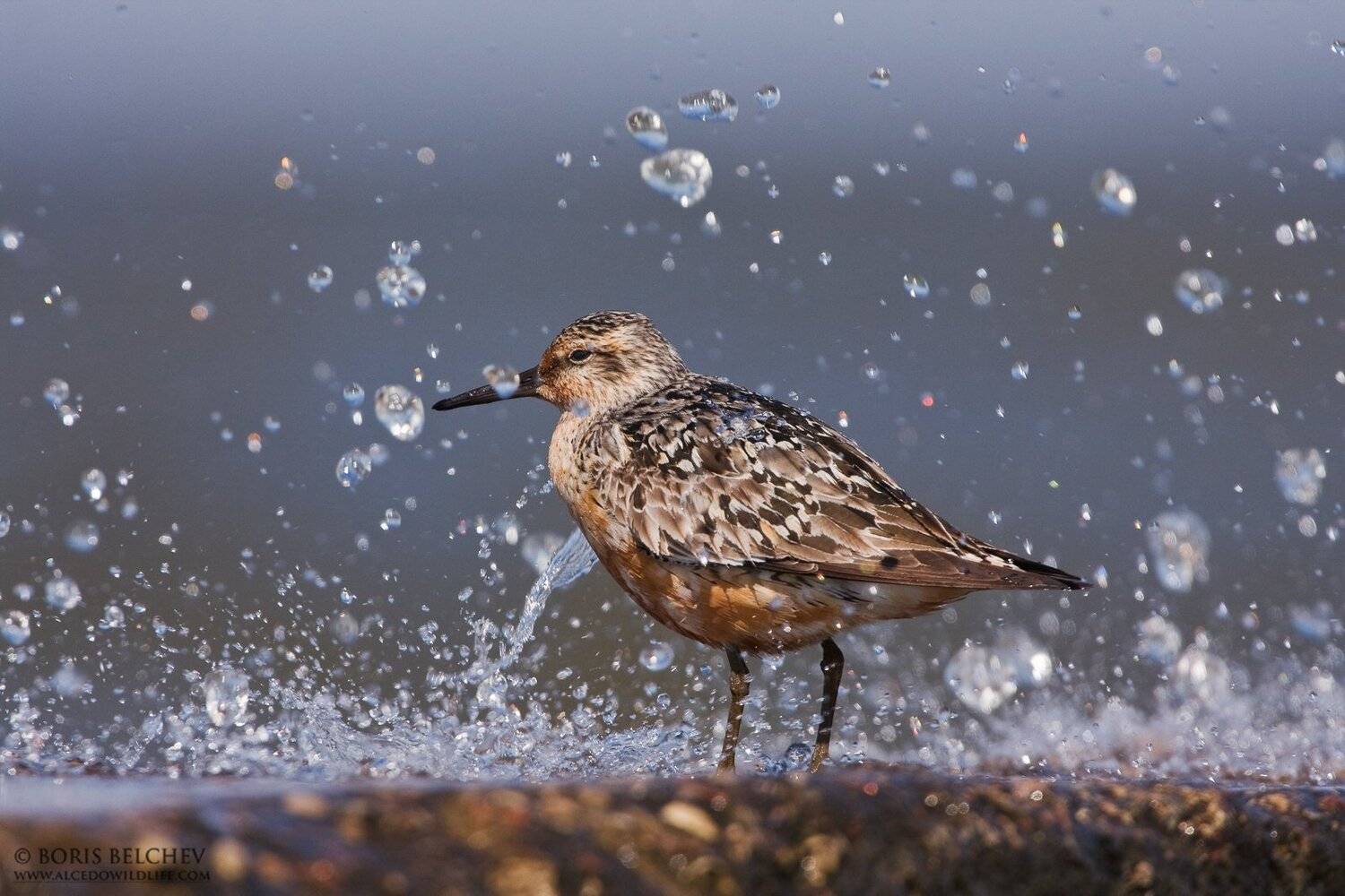 , Борис Белчев