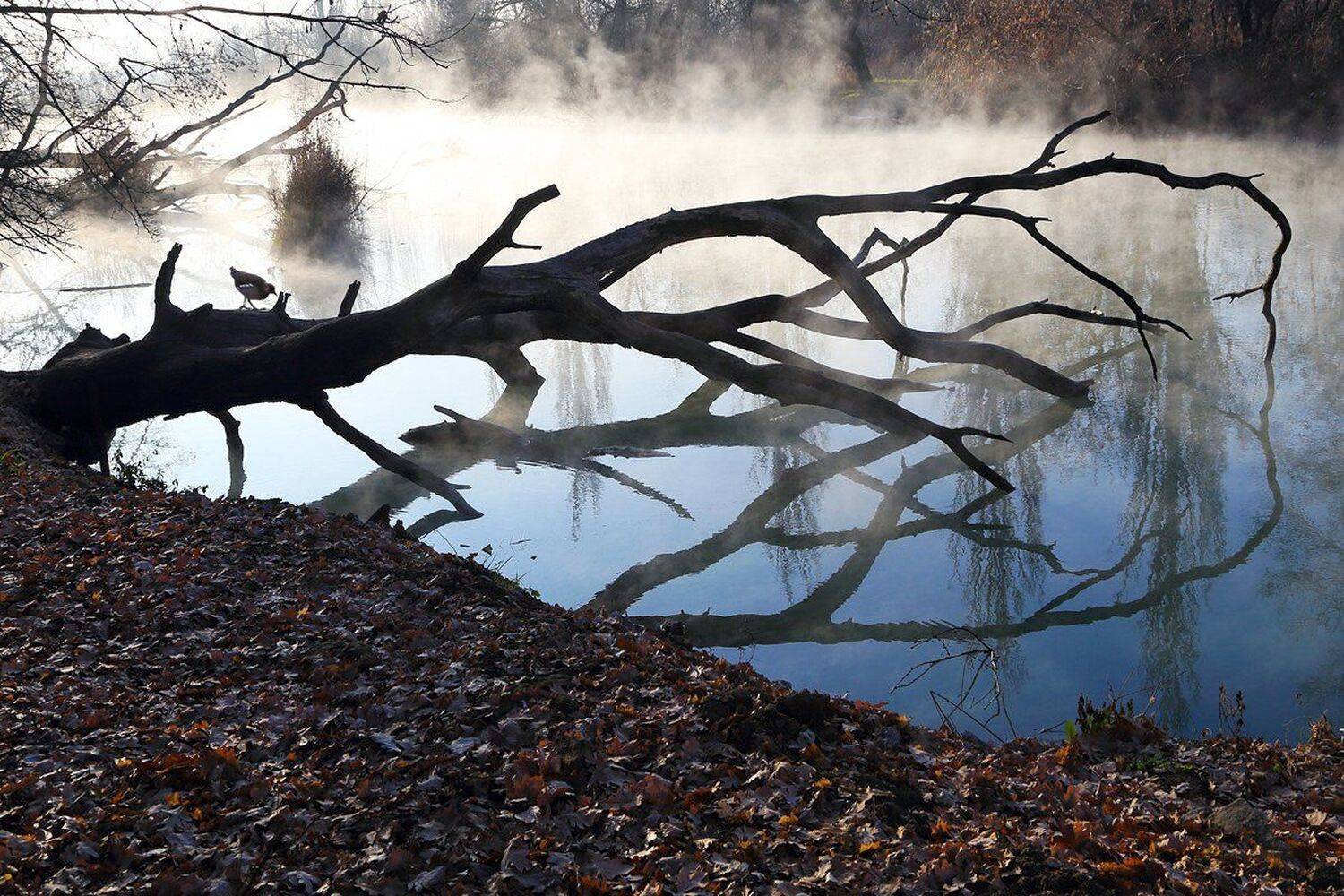 , Алексей Рыльский