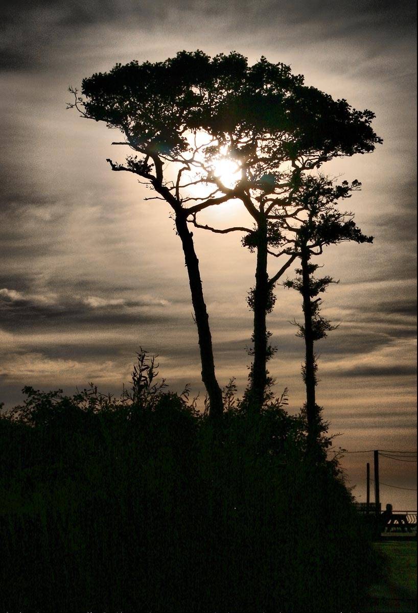 закат, небо, облака, деревья, солнце, силуэт, Сергей Козинцев
