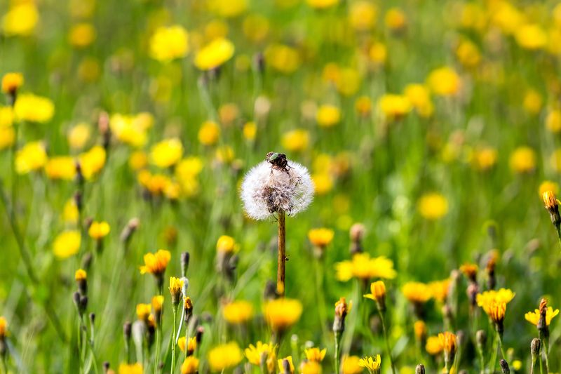 растения Пушистики фото превью