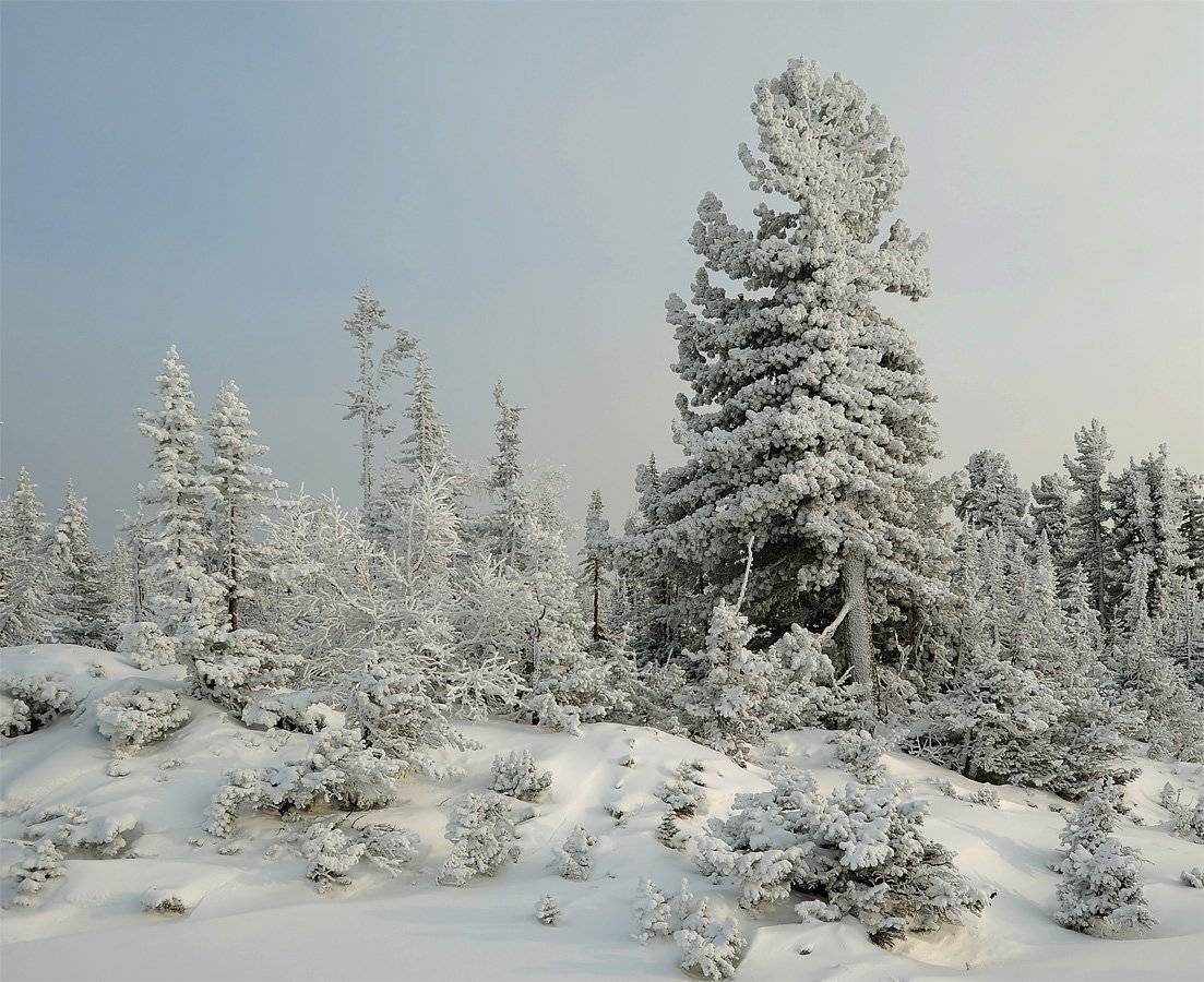 , Сергей Седов