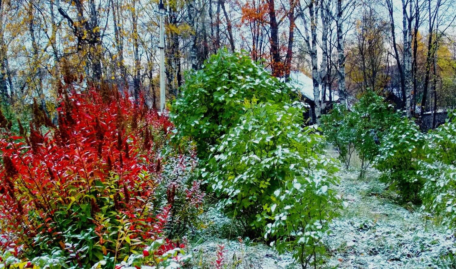Первый снег. Автор: Марина Никулина , Марина Никулина