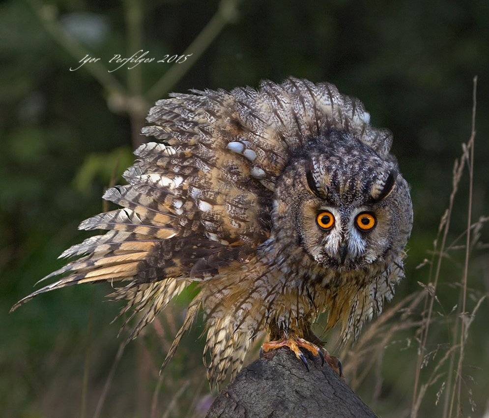 , игорь перфильев