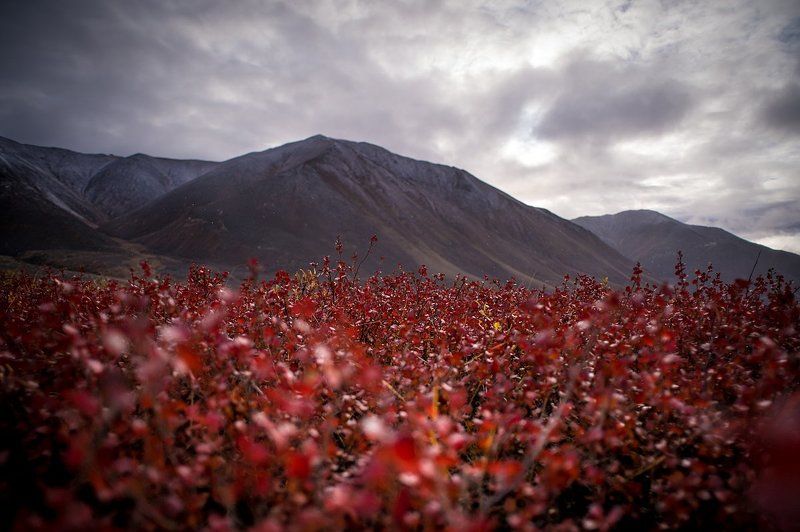 осень, горы, облака, Чукотка Красная осень фото превью