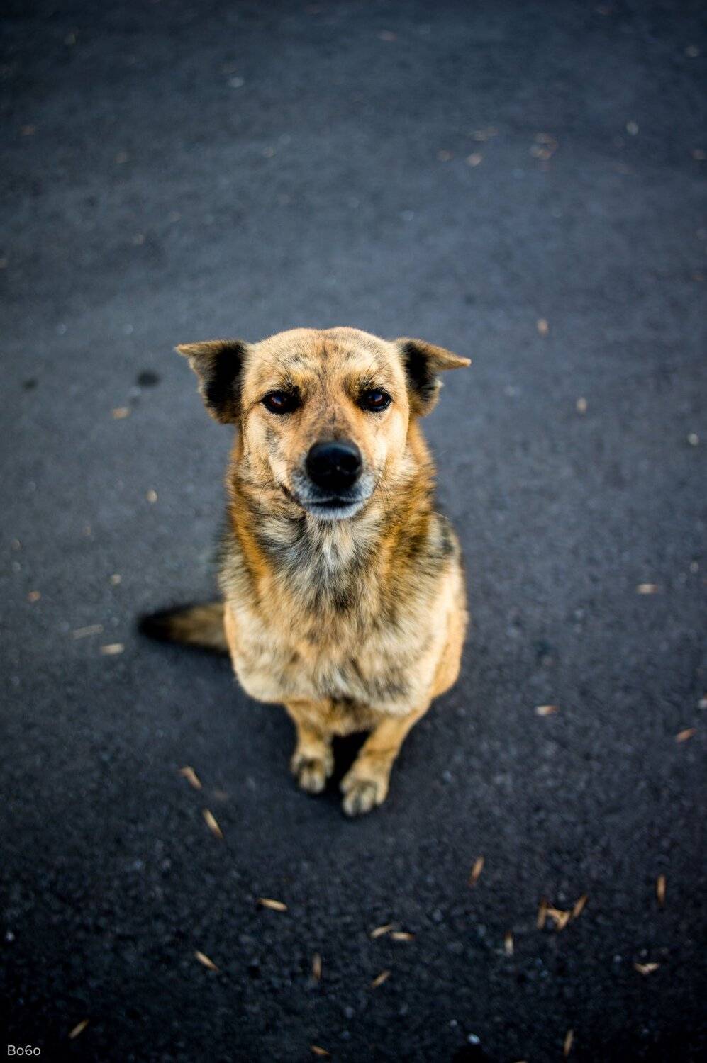 dog, portrait, animal,, Boris Preslavski